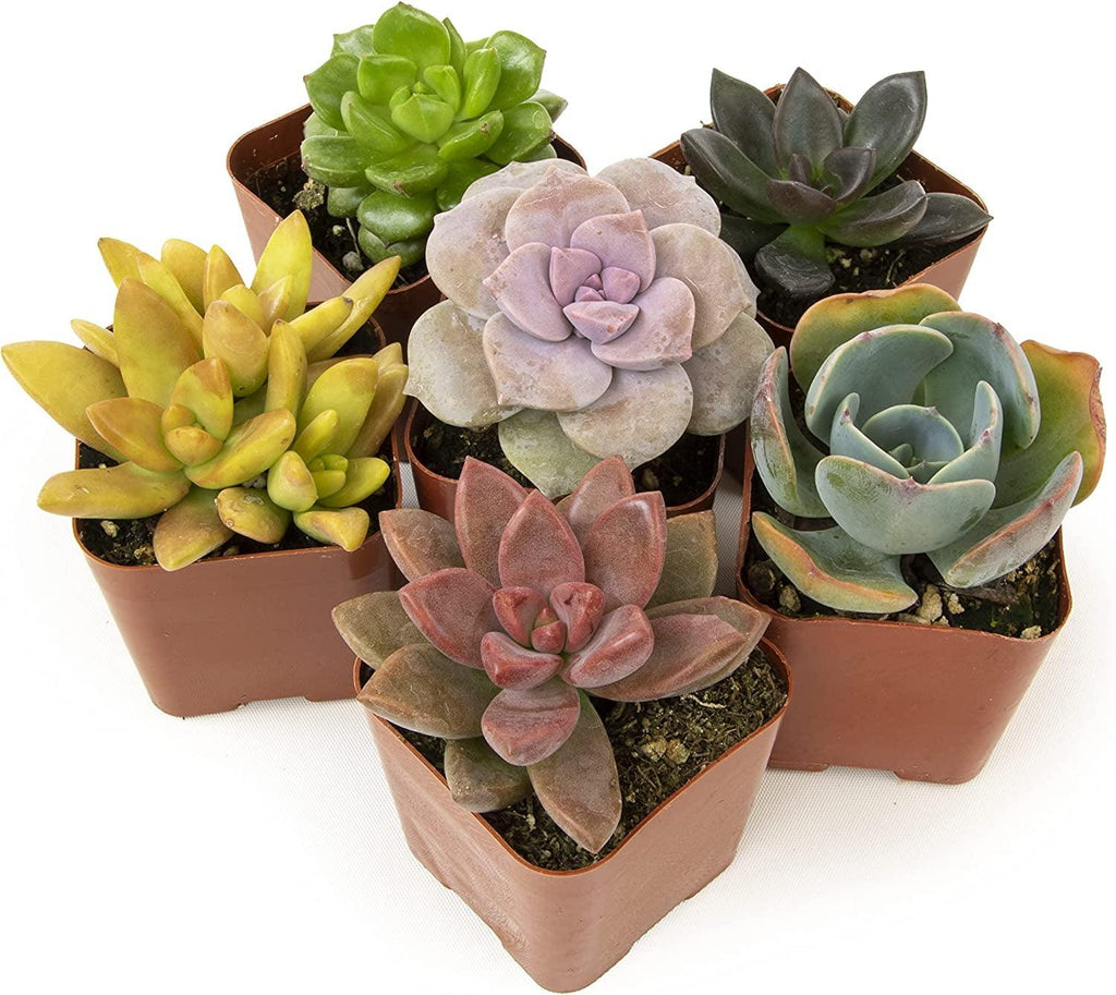 Succulents Plants Live (6PK) Potted Succulent Plants Live House Plants, Cactus Plants Live Plants Indoor Plants Live Houseplants, Indoor Plant Succulents Live Plant House Plant by