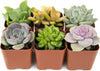 Succulents Plants Live (6PK) Potted Succulent Plants Live House Plants, Cactus Plants Live Plants Indoor Plants Live Houseplants, Indoor Plant Succulents Live Plant House Plant by