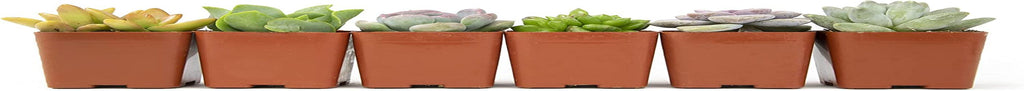 Succulents Plants Live (6PK) Potted Succulent Plants Live House Plants, Cactus Plants Live Plants Indoor Plants Live Houseplants, Indoor Plant Succulents Live Plant House Plant by