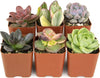 Succulents Plants Live (6PK) Potted Succulent Plants Live House Plants, Cactus Plants Live Plants Indoor Plants Live Houseplants, Indoor Plant Succulents Live Plant House Plant by