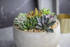 Succulents Plants Live (6PK) Potted Succulent Plants Live House Plants, Cactus Plants Live Plants Indoor Plants Live Houseplants, Indoor Plant Succulents Live Plant House Plant by