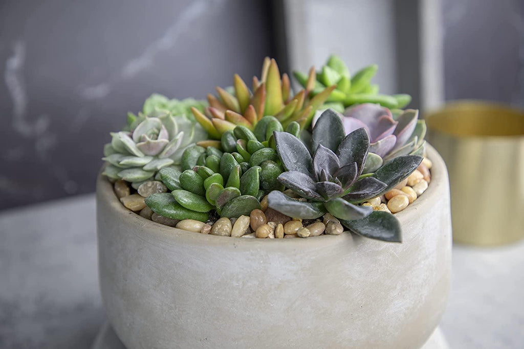 Succulents Plants Live (6PK) Potted Succulent Plants Live House Plants, Cactus Plants Live Plants Indoor Plants Live Houseplants, Indoor Plant Succulents Live Plant House Plant by