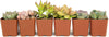 Succulents Plants Live (6PK) Potted Succulent Plants Live House Plants, Cactus Plants Live Plants Indoor Plants Live Houseplants, Indoor Plant Succulents Live Plant House Plant by