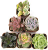 Succulents Plants Live (6PK) Potted Succulent Plants Live House Plants, Cactus Plants Live Plants Indoor Plants Live Houseplants, Indoor Plant Succulents Live Plant House Plant by