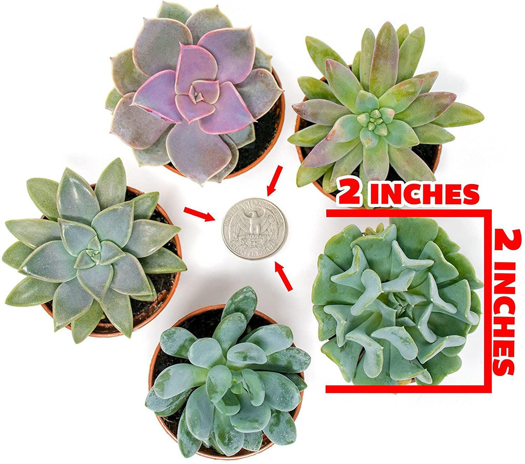 Succulents Plants Live (6PK) Potted Succulent Plants Live House Plants, Cactus Plants Live Plants Indoor Plants Live Houseplants, Indoor Plant Succulents Live Plant House Plant by