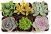 Succulents Plants Live (6PK) Potted Succulent Plants Live House Plants, Cactus Plants Live Plants Indoor Plants Live Houseplants, Indoor Plant Succulents Live Plant House Plant by