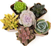 Succulents Plants Live (6PK) Potted Succulent Plants Live House Plants, Cactus Plants Live Plants Indoor Plants Live Houseplants, Indoor Plant Succulents Live Plant House Plant by