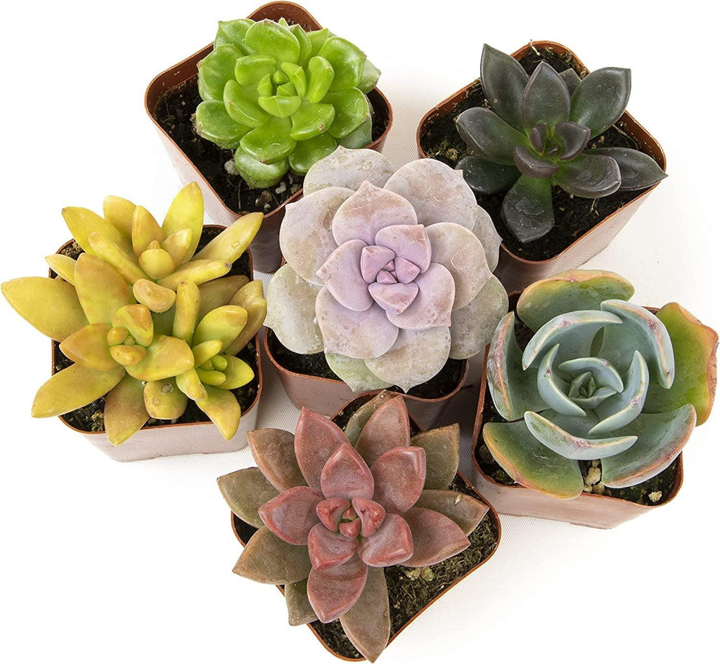 Succulents Plants Live (6PK) Potted Succulent Plants Live House Plants, Cactus Plants Live Plants Indoor Plants Live Houseplants, Indoor Plant Succulents Live Plant House Plant by