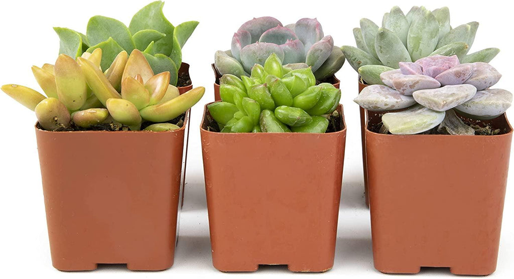 Succulents Plants Live (6PK) Potted Succulent Plants Live House Plants, Cactus Plants Live Plants Indoor Plants Live Houseplants, Indoor Plant Succulents Live Plant House Plant by