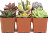 Succulents Plants Live (6PK) Potted Succulent Plants Live House Plants, Cactus Plants Live Plants Indoor Plants Live Houseplants, Indoor Plant Succulents Live Plant House Plant by