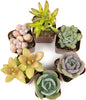 Succulents Plants Live (6PK) Potted Succulent Plants Live House Plants, Cactus Plants Live Plants Indoor Plants Live Houseplants, Indoor Plant Succulents Live Plant House Plant by