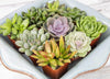 Succulents Plants Live (6PK) Potted Succulent Plants Live House Plants, Cactus Plants Live Plants Indoor Plants Live Houseplants, Indoor Plant Succulents Live Plant House Plant by